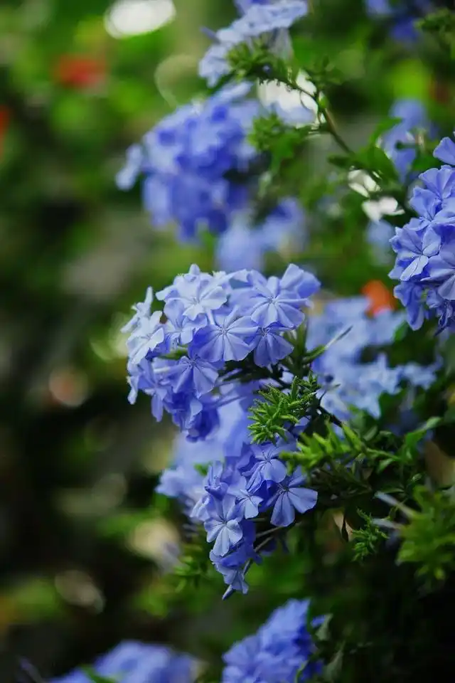 盛夏绽放的蓝雪花,现在养还不晚,满园蓝色花小清新感十足