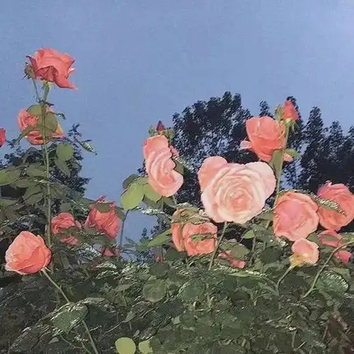 朋友圈背景图529