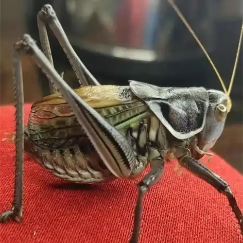 顺丰活体采缇蝈蝈活鸣虫平谷蝈蝈冬蝈蝈蚡房新脱蝈蝈山青大号铁皮蝈蝈