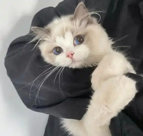 猫猫酷酷头像 猫咪头像图片大全 -【爱个性】