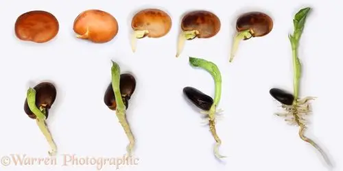 买了一大包蚕豆,怎么吃? | 一种植物