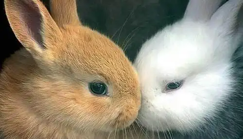 雄兔脚扑朔,雌兔眼迷离;双兔傍地走,安能辨我是雌雄?