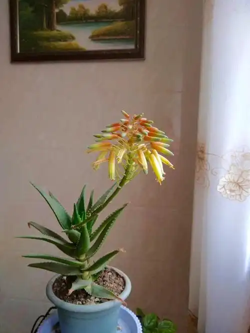 我家的芦荟开花了