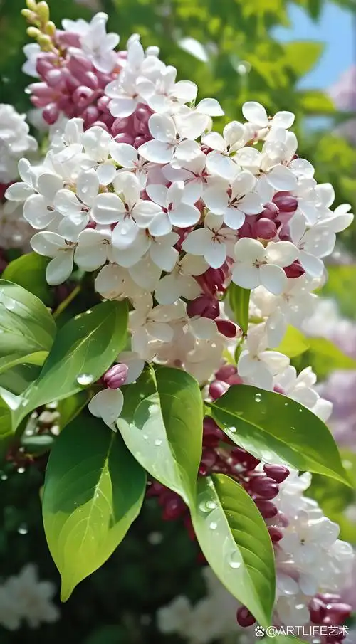 雨中紫丁香,清新绽放,美得刚刚好.