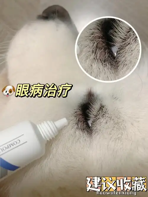 不要慌60狗狗眼睛周围长疙瘩看这篇