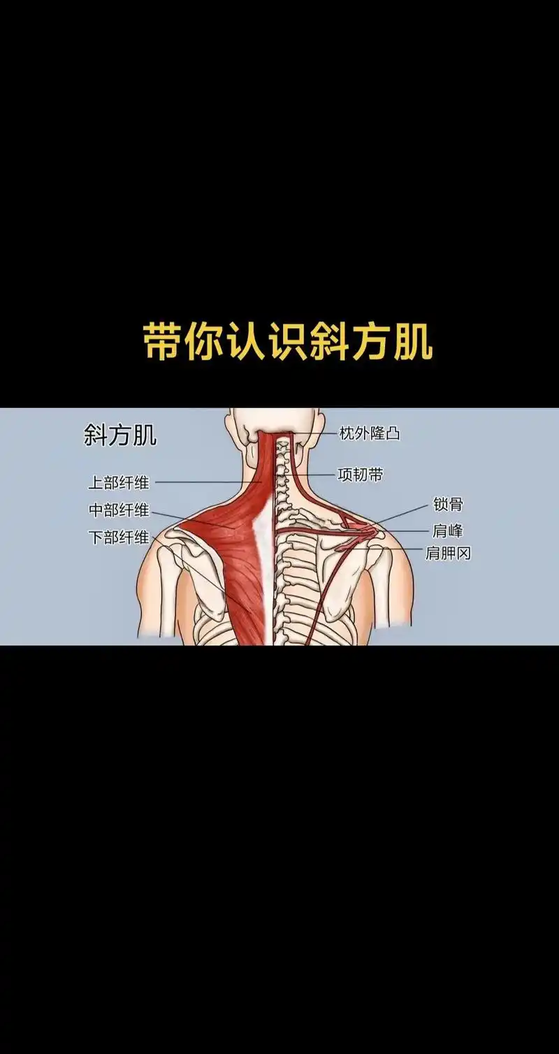 今天带大家来认识斜方肌(看图) 运动学解剖