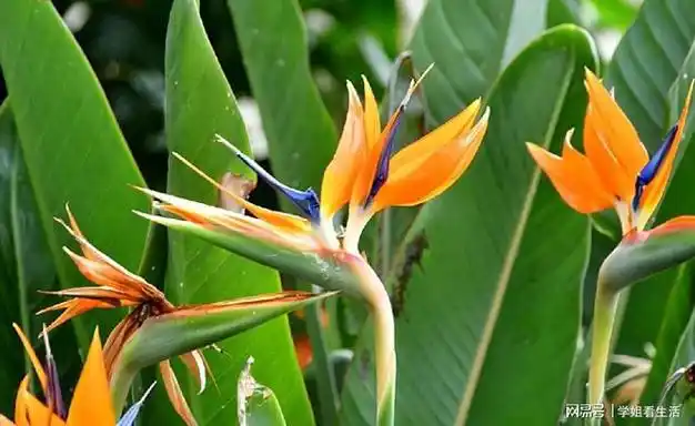 这10种花名带动物的花儿奇特别致简单好养你见过几种