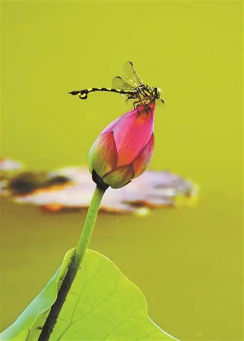 盛开的荷花与翠绿的荷叶相互辉映,吸引不少蜻蜓嬉戏其间
