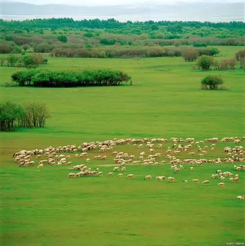 天苍苍,野茫茫,风吹草地见牛羊,夏季最美的景色,要说还是新疆一碧万顷