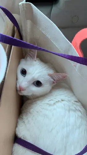 想问大家小土猫也会有蓝眼睛吗?