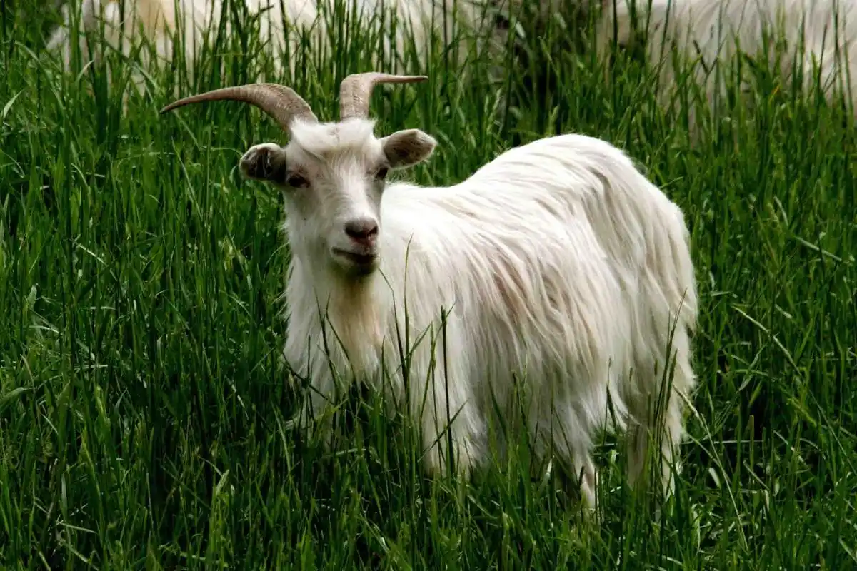 绒山羊(其他生物相关)