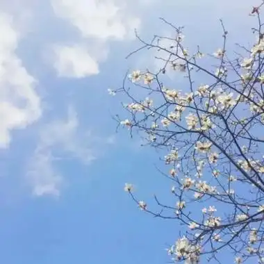 简单唯美风景静物的qq头像大全