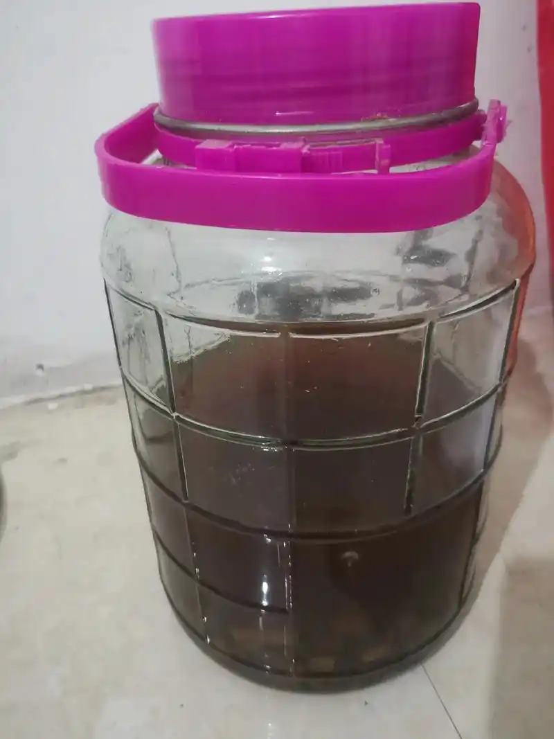 泡了半年的药酒.50多度.闻到就反胃,这么大一碗,反而我一口 - 抖音