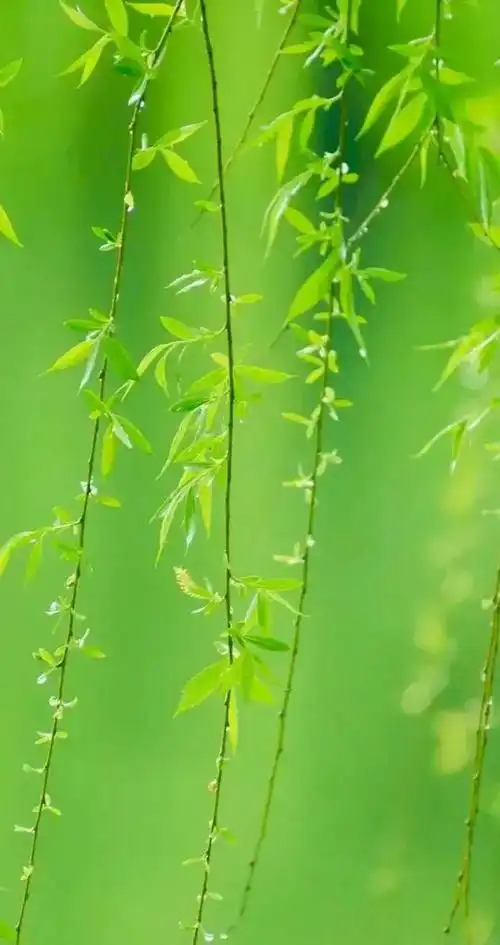 绿色壁纸保护视力,有绿色护眼系列的手机壁纸吗(绿色护眼壁纸美图)