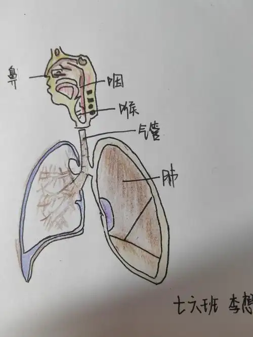呼吸系统的结构与新冠肺炎的防控密切相关.