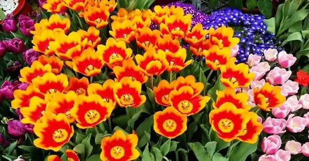 荷兰鲜花王国