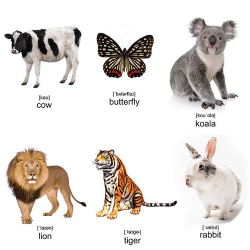 animals 动物英语单词大卡片闪卡幼儿元早教宝宝启蒙英文教师教具