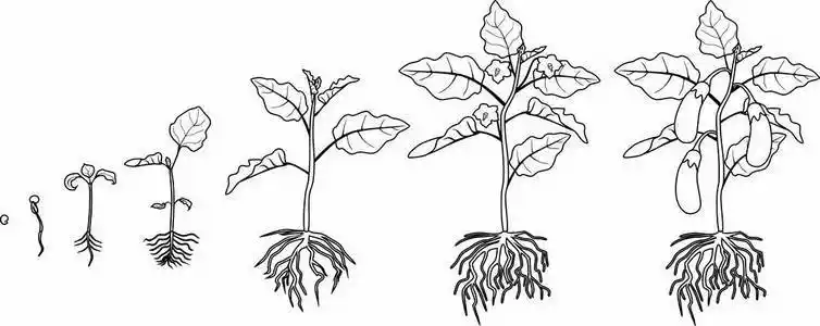 茄子具有根系的生命周期.从播种到开花和结果的茄子的生长阶段照片