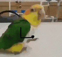 215_199gif 动态图 动图