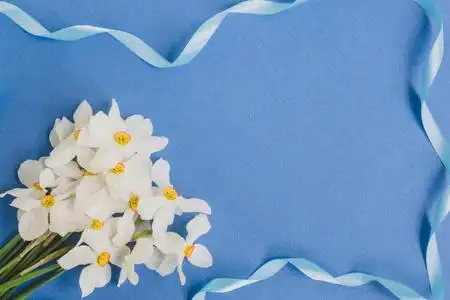 浅蓝色背景下的白色春花,为您的文本顶部视图留出空间照片