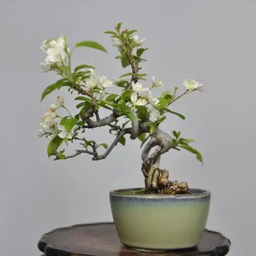 中国记忆日本三叶海棠10 春开花秋结果 小品盆景盆栽微进口现货