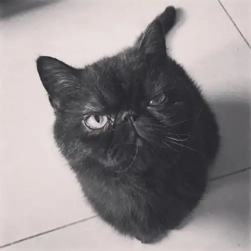 加菲猫喵星人萌宠达人赞评论更多