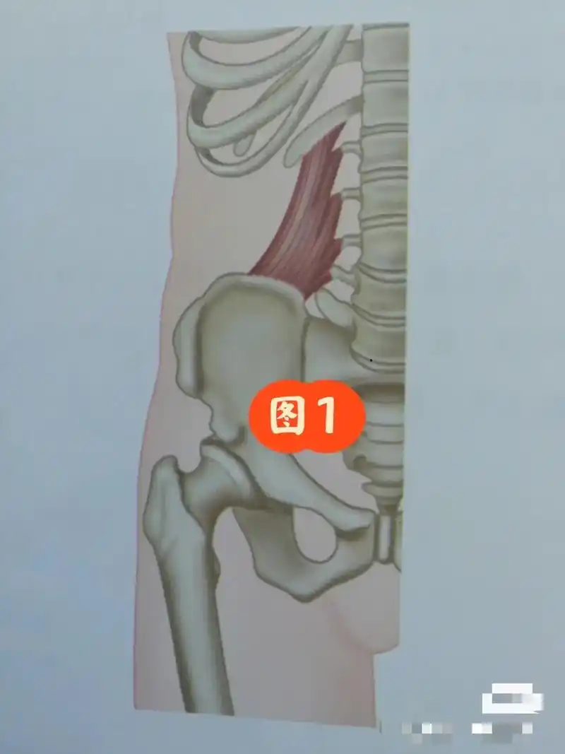 第9集-学习打卡 腰方肌的评估与松解方法 #偏瘫康复 #每天 - 抖音