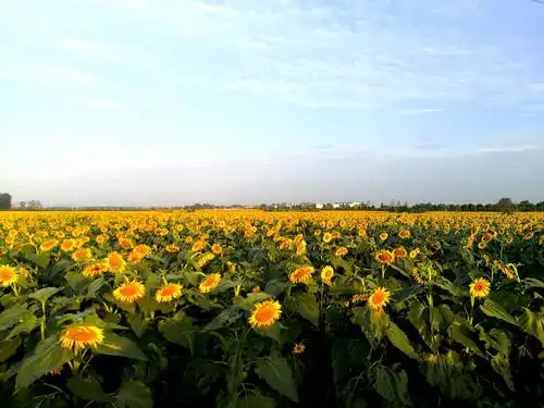 让生活充满阳光