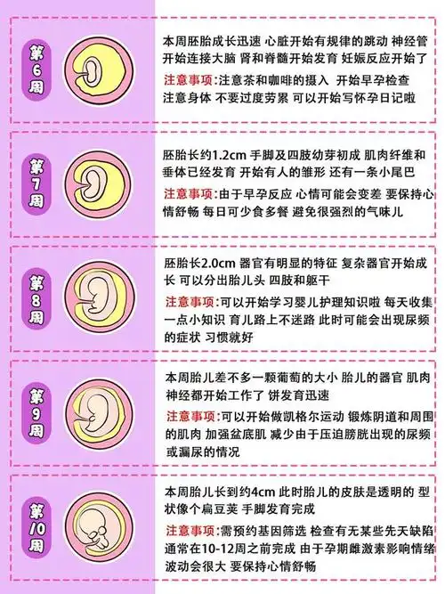 孕期40周胎儿发育过程图注意事项