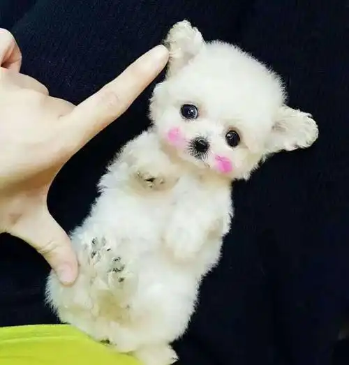 1,茶杯狗照片(茶杯狗50元一只)