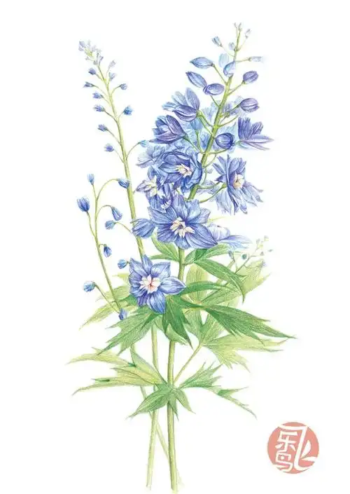 飞乐鸟 彩铅 唯美 好看 清新 花朵 彩铅