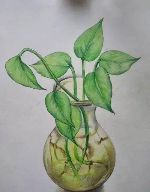 美术匠:彩铅绘制绿萝——以彩铅绘制清新生机_叶子_颜色_形状