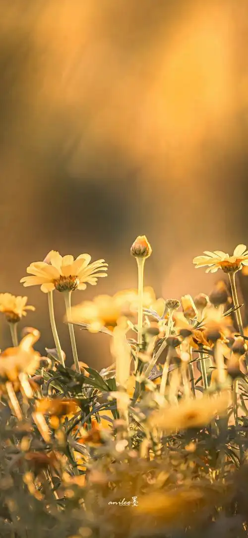 花的色彩 锁屏背景 侵删 - 堆糖,美图壁纸兴趣社区