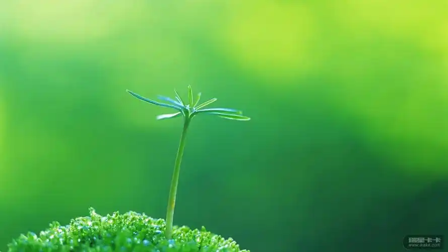 高清护眼壁纸小清新