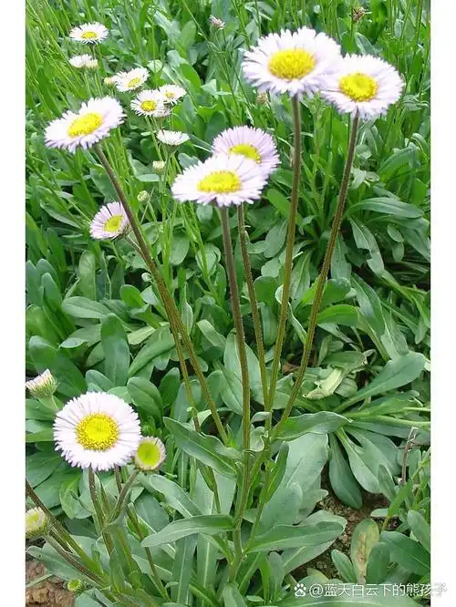 灯盏花中国植物志正名为短葶飞蓬 又名:地顶草,灯盏花,地朝阳,双葵花