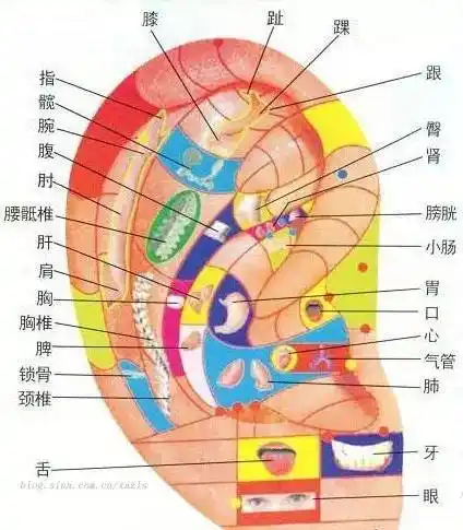 耳朵健康,肾就健康