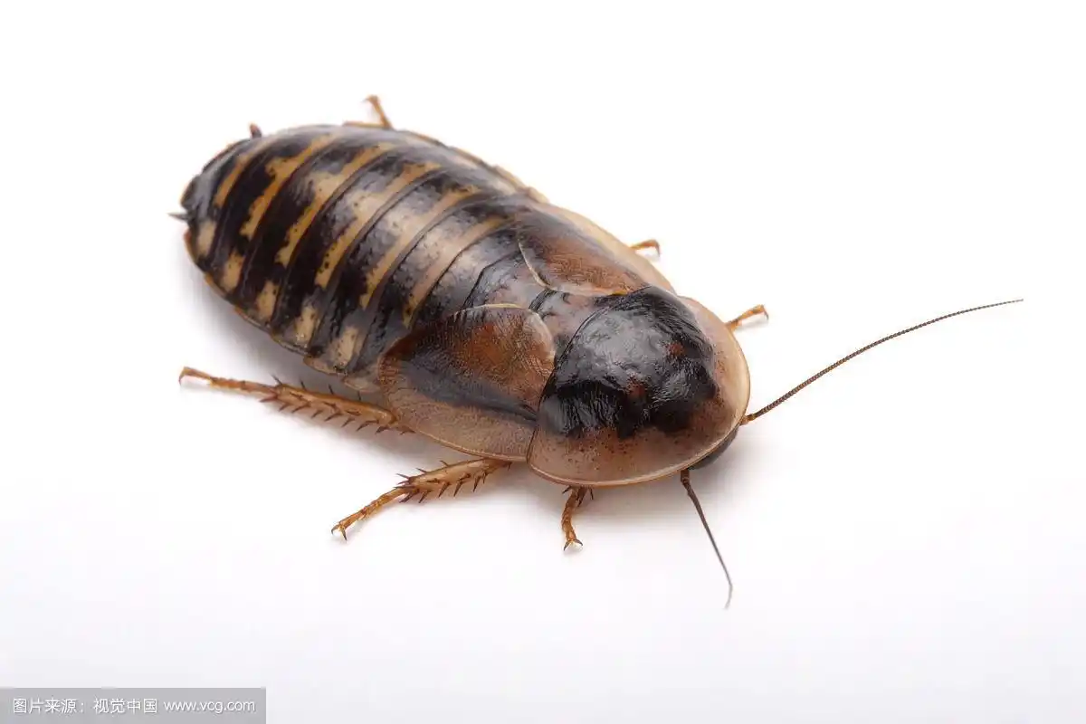 杜比亚蟑螂,爬虫,动物
