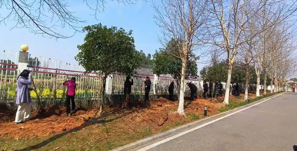 春风十里正植有你市委党校组织开展312植树活动