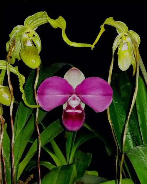 兜兰属(paphiopedilum)是一类独具特色的兰花,具有花朵硕大,花型奇特