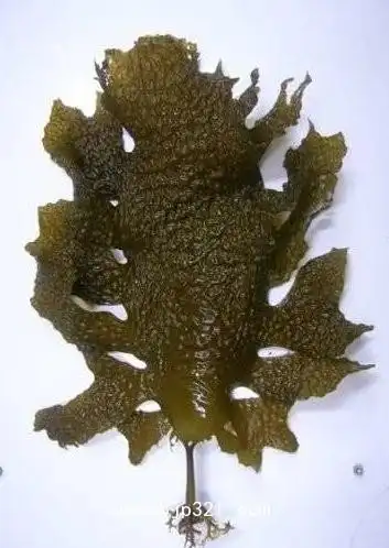 腔昆布海藻提取物