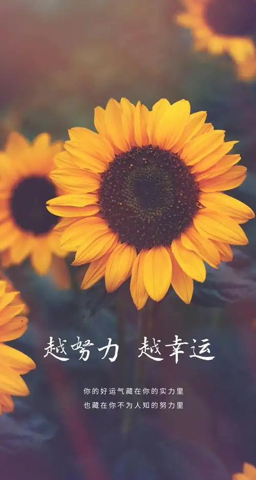 原图分辨率2839x5316努力幸运带字图片向日葵分享一张越努力越幸运给