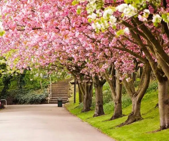 摄影秋季唯美花草树木风景意境图片分享