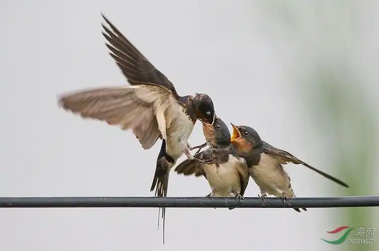 汶川地震感人照片母爱,汶川地震中的感人照片-图片大观-奇异网