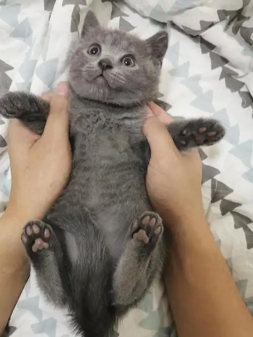 罗湖78圆头脑袋粉爪英短蓝猫找新家啦