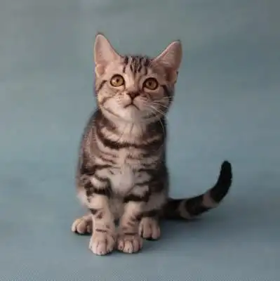 南京唐钰纯猫店--纯种美国短毛猫-虎斑猫-超级活泼-包存活