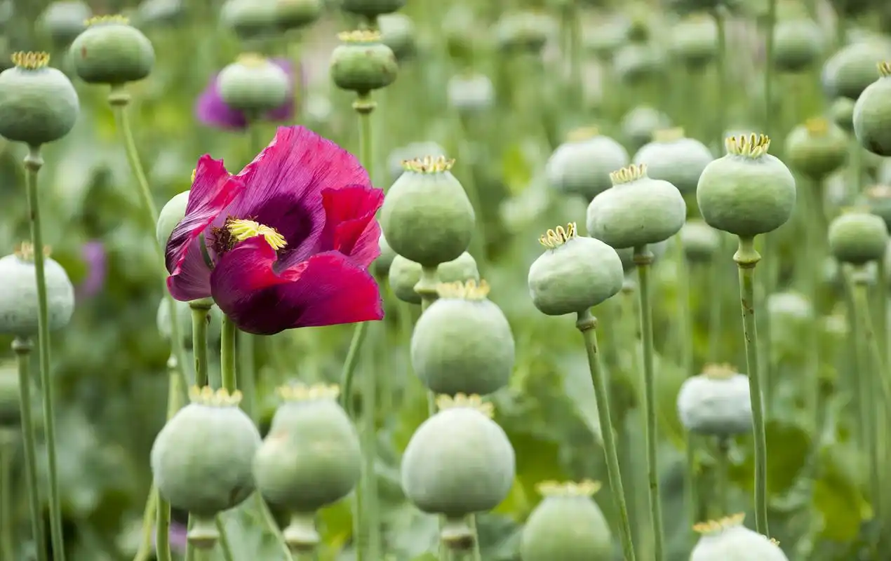 从《忧郁的解剖》到新经验主义:18世纪显微镜下的鸦片_翻书党_澎湃新