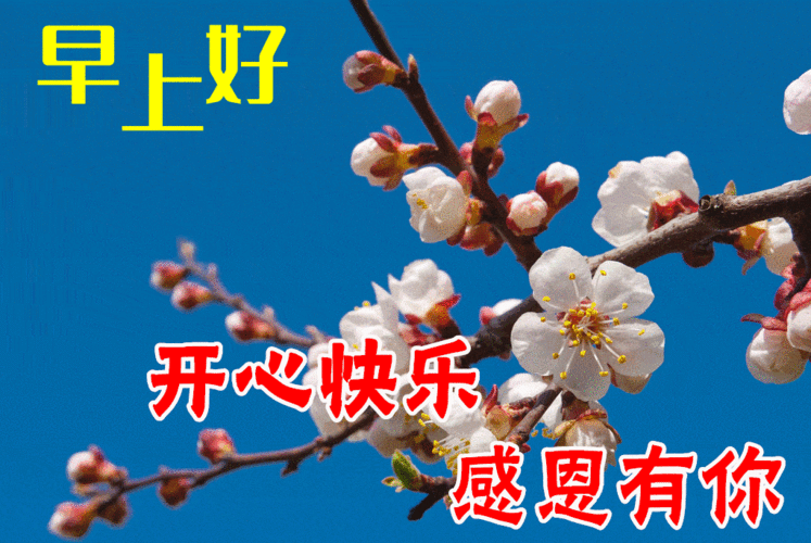 8张早上好动态图片表情带字和鲜花好看的夏日早安问候语配动态鲜花