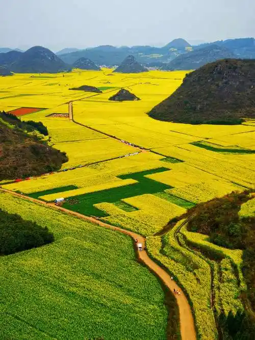 中国最美花海——罗平油菜花