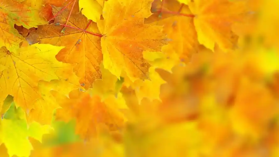 黄色橙色秋叶壁纸
