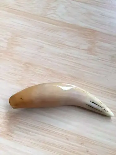 一一好心人帮我鉴定哈是不是真虎牙?